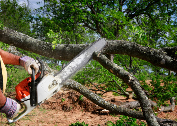 Best Emergency Storm Tree Removal  in Kearney, MO